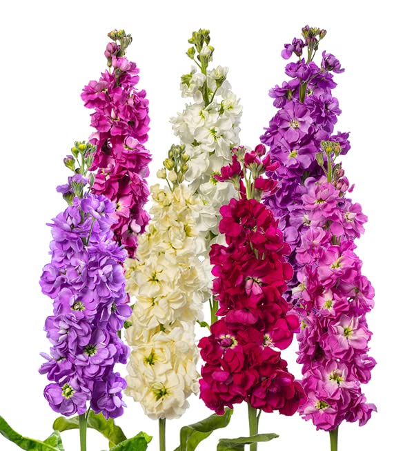 Column Stock Mix Mammouth Excelsior 100 Seeds + Freebie + Plant tag Matthiola Incana