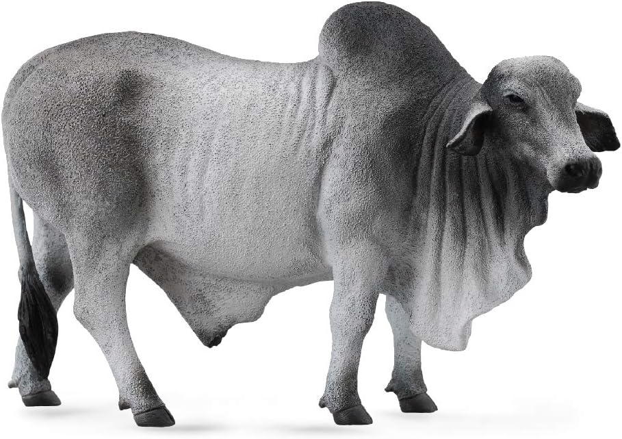 Brahman Bull