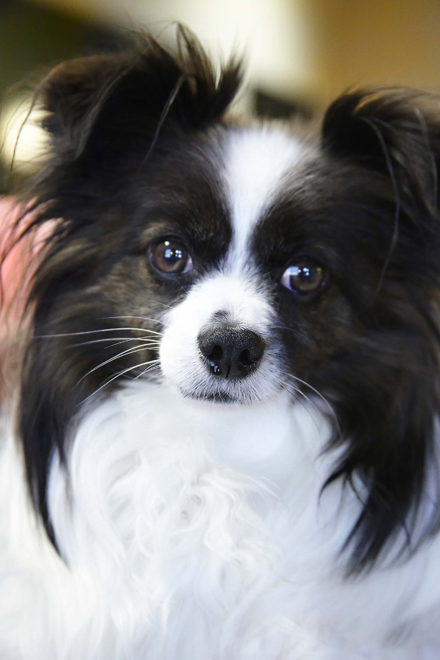 The Papillon Dog Journal: 150 page lined notebook/diary: Breeds