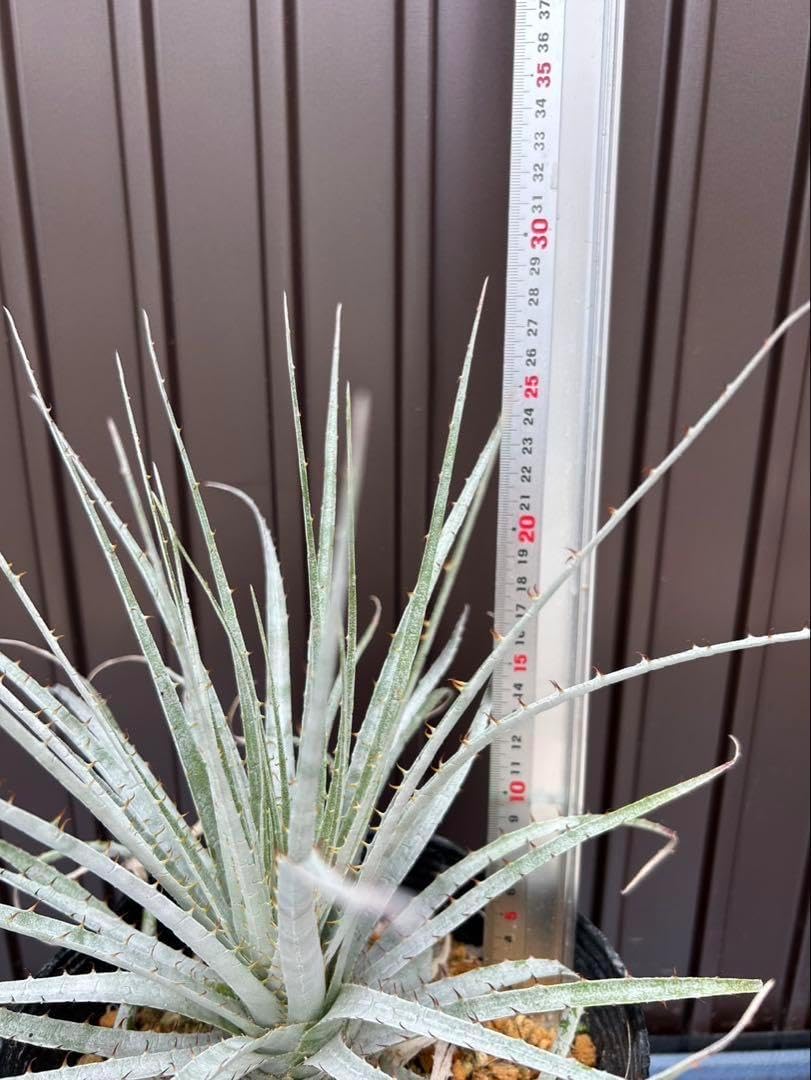 プヤ セルーレア 特白個体 プヤ セルーレア R 特白ロングリーフ個体 大