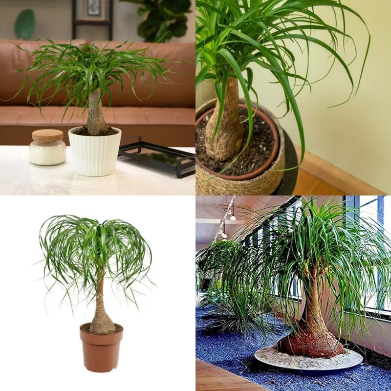 Elephant foot plant live, Live Hybrid Elephant's foot palm plant pack of 2 plant