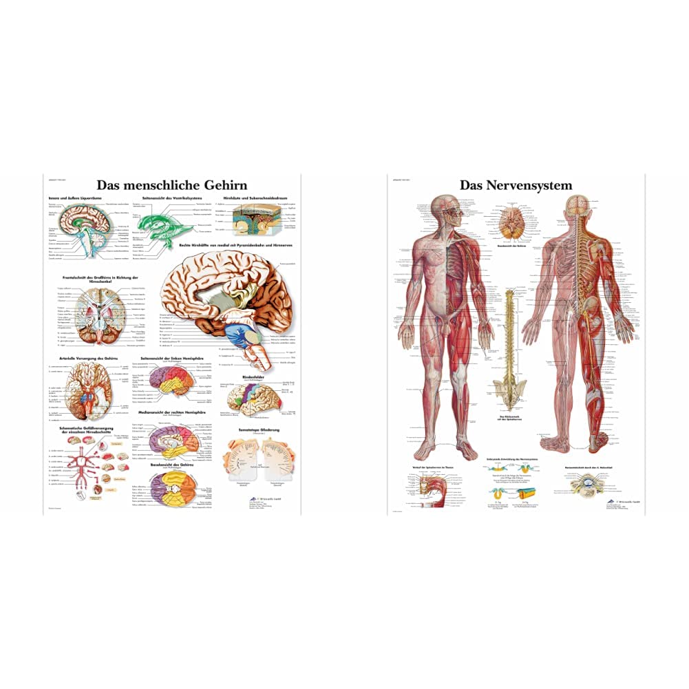 3B Scientific Lehrtafel laminiert - Das menschliche Gehirn & Lehrtafel laminiert - Das Nervensystem