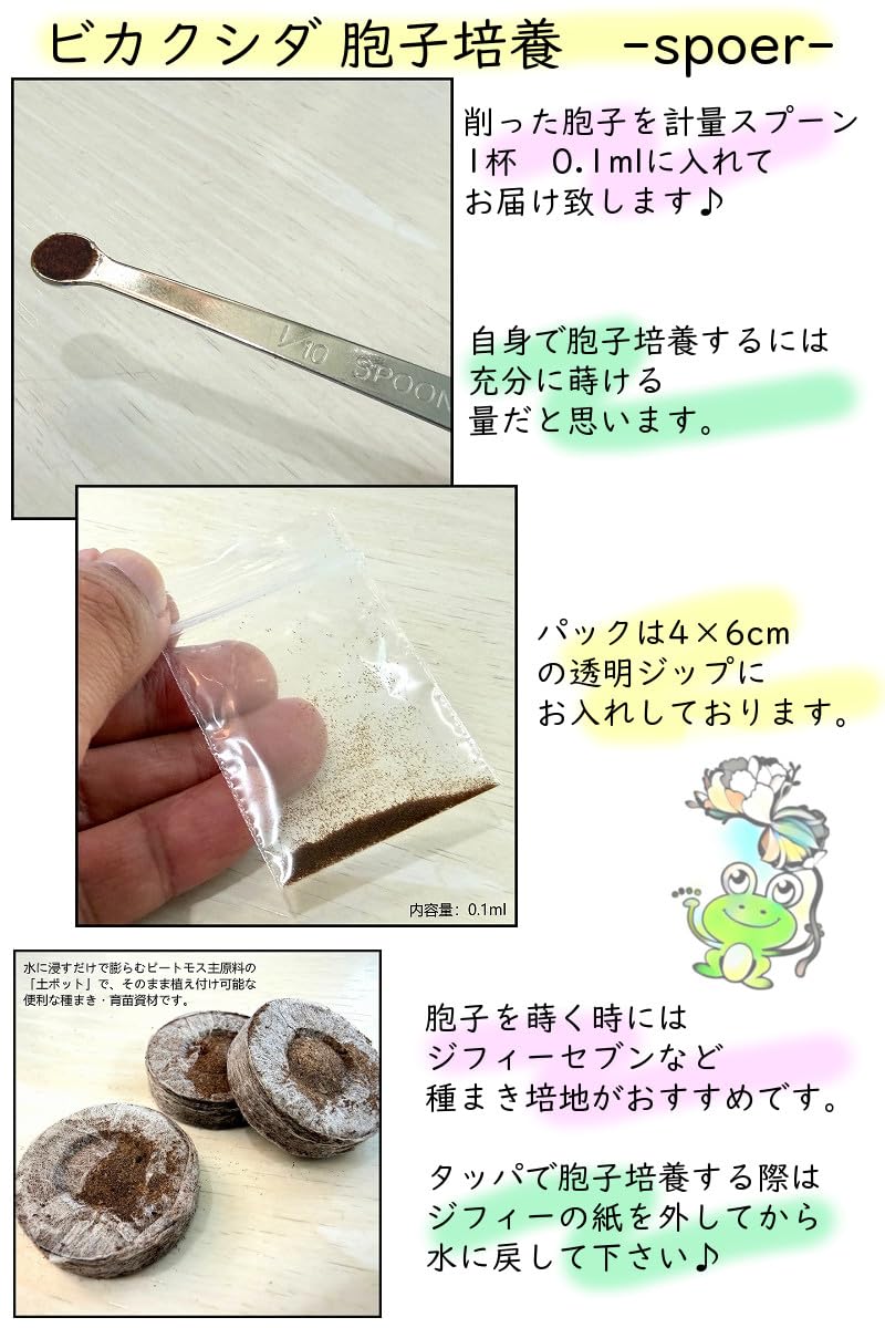 Amazon｜胞子 販売 【Ridleyi thin frond 細葉 リドレイ】 胞子培養