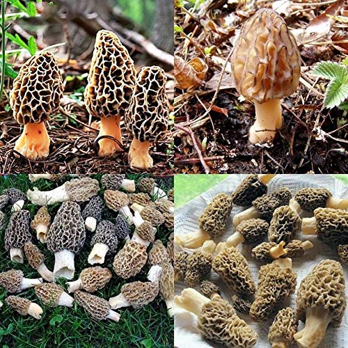 Portal Cool 100pcs: 200X stérile Noir Morel Morchella Conica champignons Graines Spawn Spores Légumes Cover