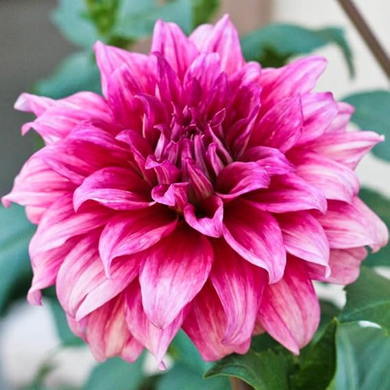 Holland Bulb Farms Emory Paul Dinnerplate Dahlia Tuber