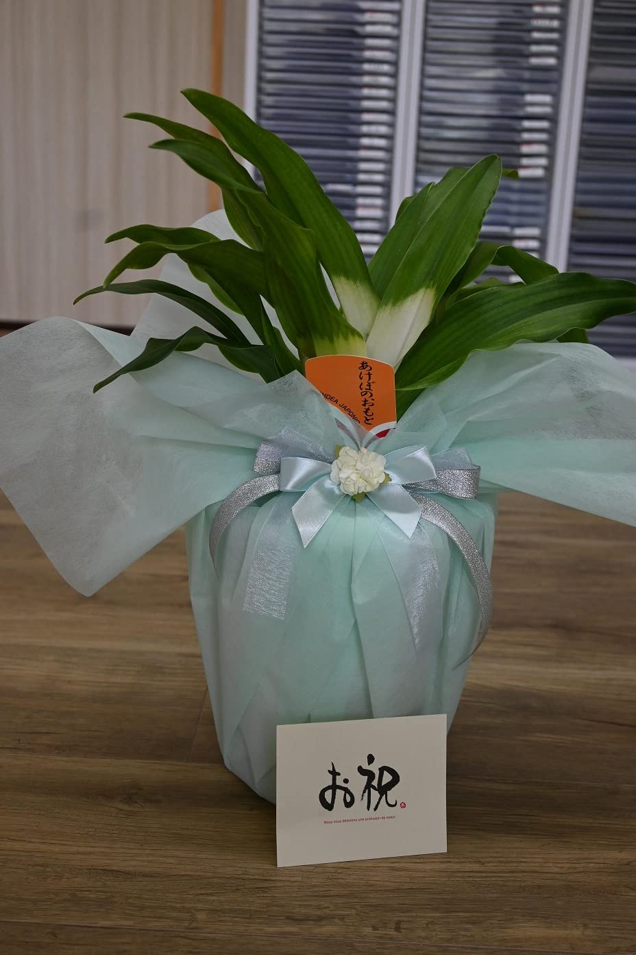 Amazon｜おもと5号サイズ 鉢入り万年青 縁起物オモト 観葉植物