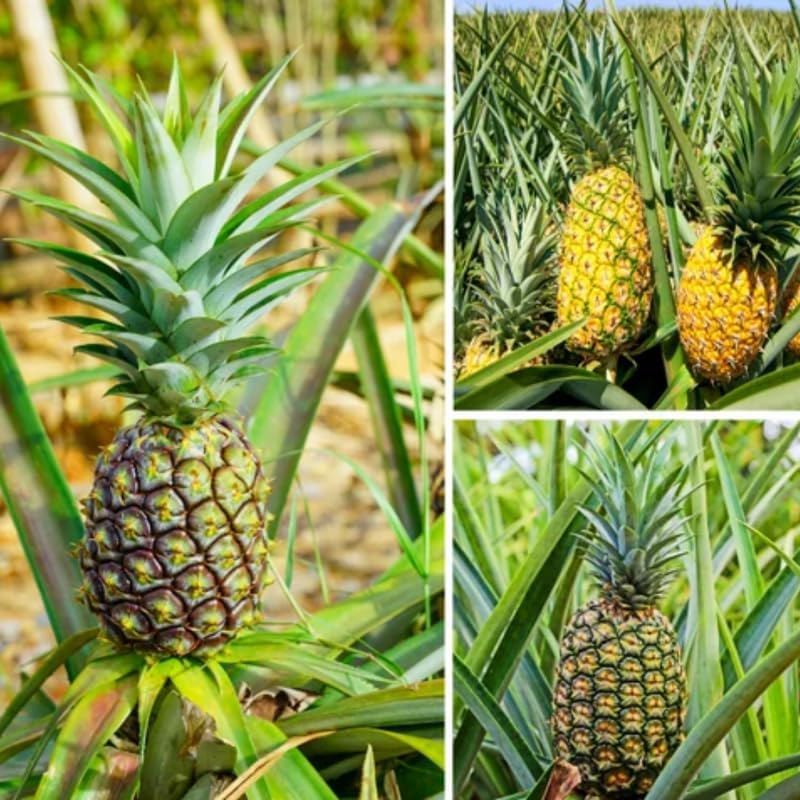 Elite Gold – Planta viva de piña Gold Elite para plantar, planta ...