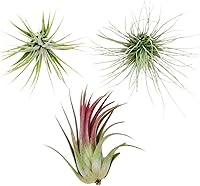 Vista 13 de 4 Live Air Plants, Hand Selected Assorted Variety of Species, Tropical Houseplants for Home Décor and DIY Terrariums (4-Pack)