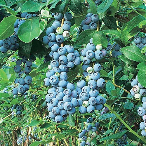 Blueberry Vaccinium Bluegold - Outdoor Fruit Plants - Deciduous Garden Ready Potted Plants for Small Gardens, Pots, Containers and More (20-30cm Incl. Pot)