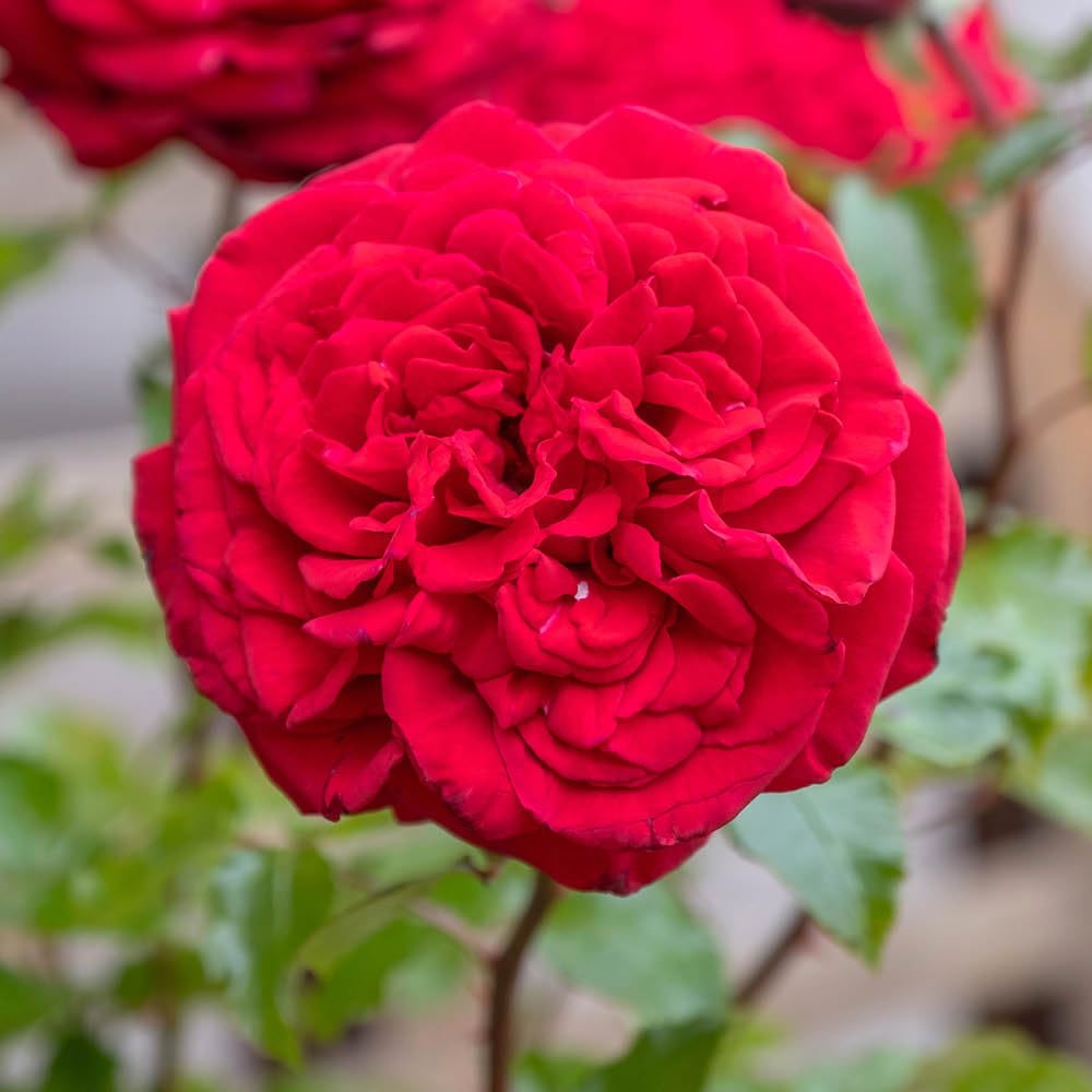 Yougarden Red Harkness Roses Chelsea Pensioner Rose ®, Established Plant In 4 Litre Pot, Ready To Plant, Charity Rose With Flowers
