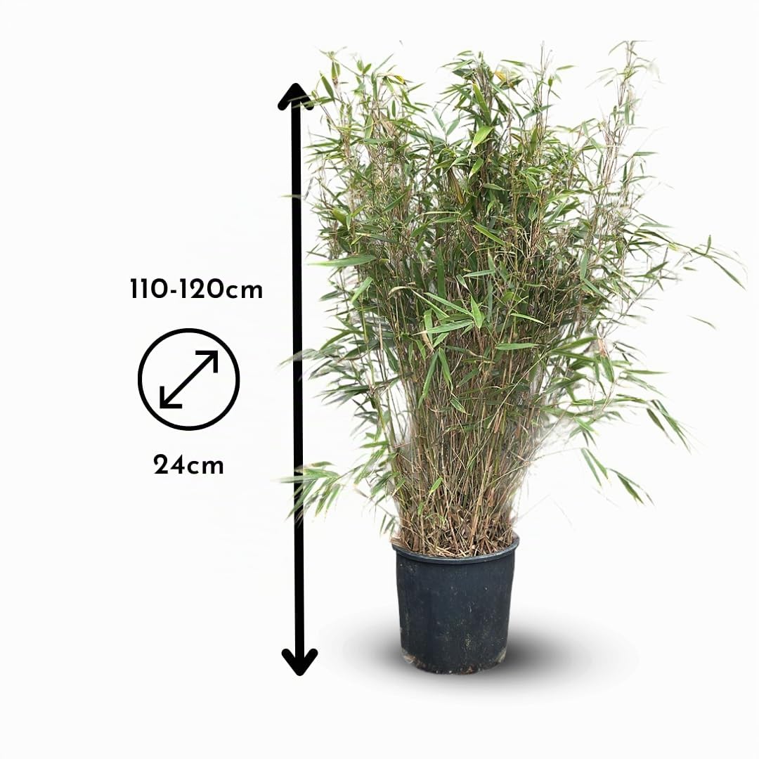 Attitude Jardin - Fargesia Rufa - bambou - 110-120 cm - ⌀ 24 cm - plante d'extérieur