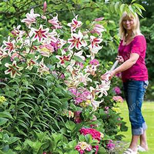 Graines de lys en bonsaï Plantes d'intérieur Fleurs Graines de lys géantes Belles fleurs de jardin Sementes pour hommes Enfants Cadeau Plante Chocolat Paquet de 500 graines