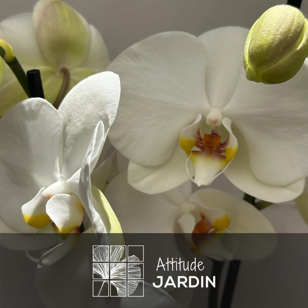 Attitude Jardin - Orchidée blanche - double branche - phalaenopsis - Orchidaceae - 60-70 cm - ⌀ 12 cm - avec cache pot en céramique blanc