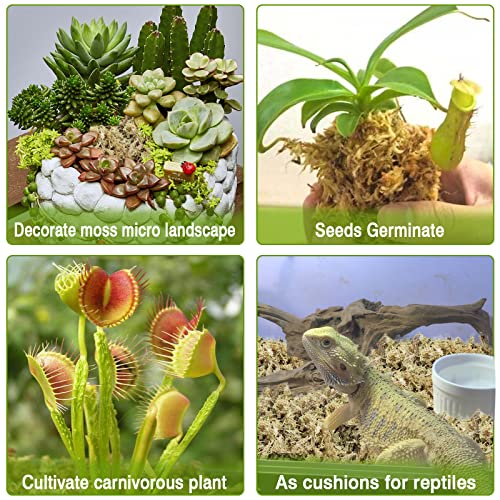 Legigo 1.1LBS Premium Sphagnum Moss for Plants- 20QT Natural Succulent Carnivorous Plant Moss Dried, Long Fiber Orchid Moss for Orchid Repotting Succulent Sarracenia Potted Plants Gardening & Reptiles by Legigo - Image 5
