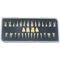 Vista 10 de Dientes dentales Modelo de dientes Adulto 1:1 Normal Estándar Typodont Cepillado Demostración Práctica Demostración Enseñar Estudio (M7010-1)