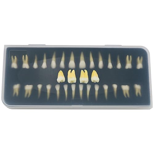 Miniatura 10 de Dientes naturales estándar para adultos modelo M7004 rojo superior e inferior para adultos estándar tipo de demostración de naturaleza para estudio