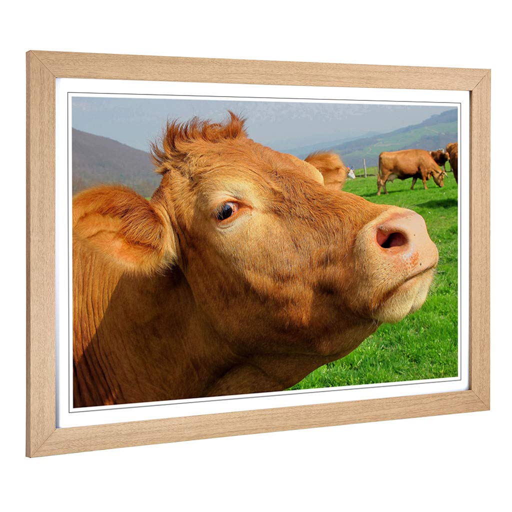 Big Box Art Framed Print of Cow in The Meadow (5) Design | Wall Art Picture | Home Decor for Kitchen, Living, Dining Room, Lounge, Bedroom, Hallway, Office, Oak, A2 / 24.5x18 Inch / 62x45cm