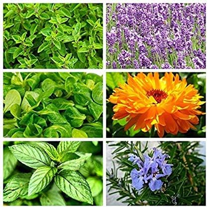 Ensemble de plantes repoussant les parasites - fourmis - semences de 6 especes de plantes - 6 paquets de graines — vue 3