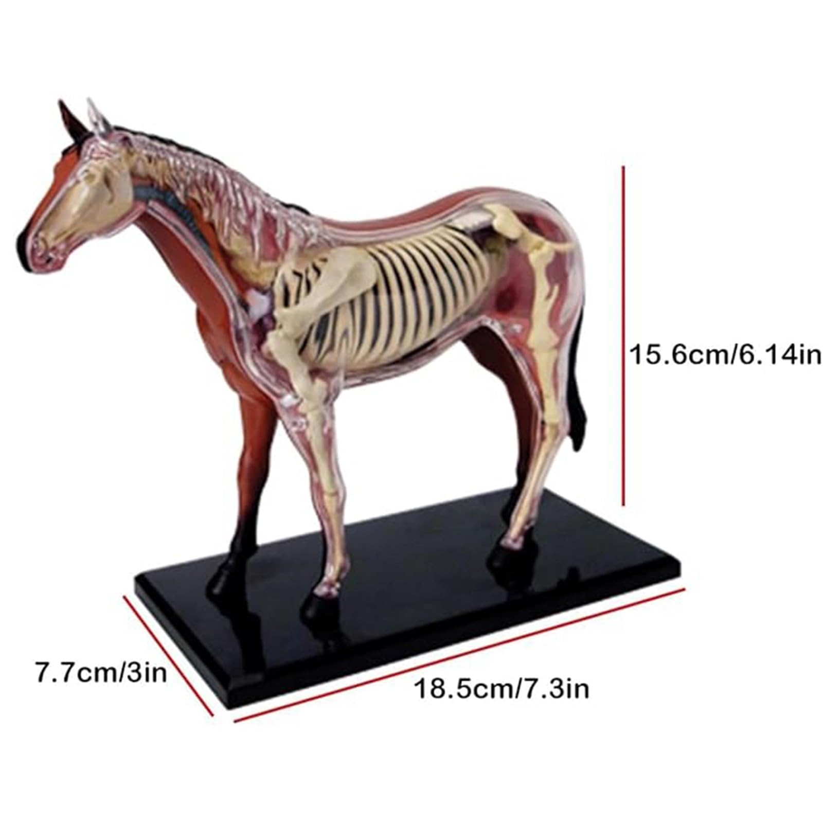 Modelo genérico de anatomía equina en 4D, espécimen de esqueleto animal para clínica veterinaria, escuela de formación veterinaria y enseñanza. 26 partes A