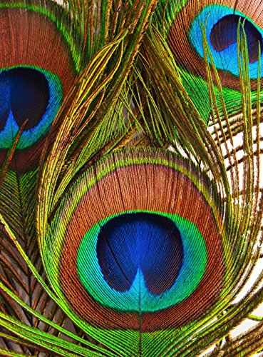 Moonlight Feather | 10 Pieces - Big Eye Natural Peacock Tail Eye Feathers For Crafts, Costume, Mask, Halloween Green Iridescent Purple Natural Molted Peacock Feathers. #TOP3