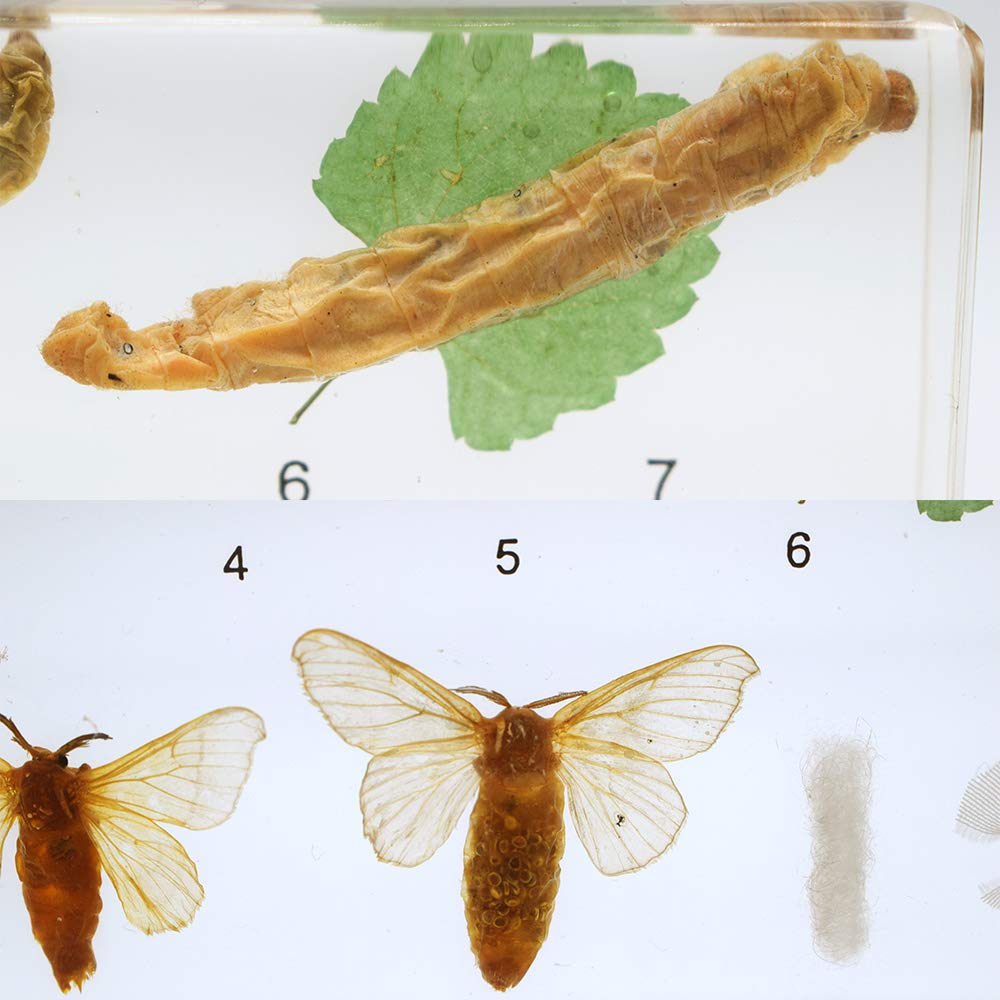 Life Cycle Story of Silkworm Entwicklung Specimens Zoology Animal Insect Embedding Specimen Science Classroom Taxidermy164 x 78 x 20 mm