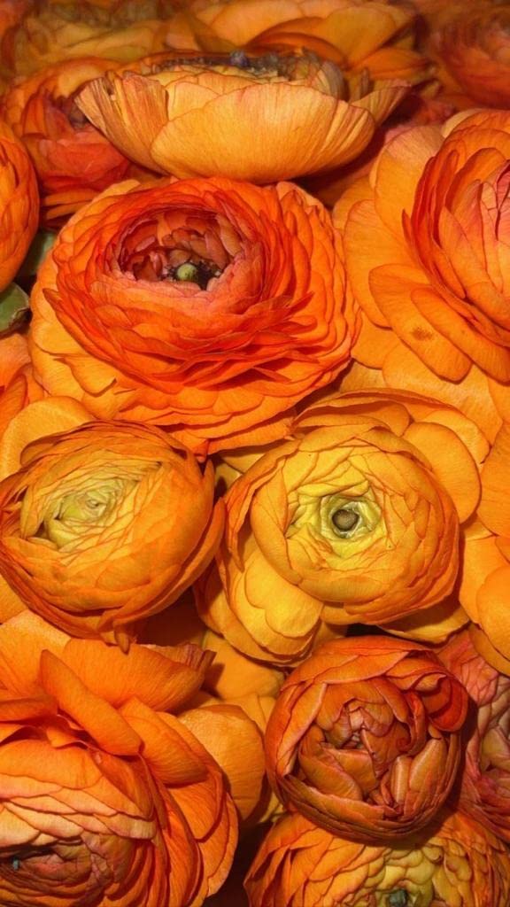 RADHA KRISHNA AGRICULTURE® Imported Double Peony Ranunculus Flower Bulbs For Indoor/Outdoor Gardening (Set Of 2 Orange Colour Flower Bulbs) (B09PG3VVZF) Amazon Price History, Amazon Price Tracker
