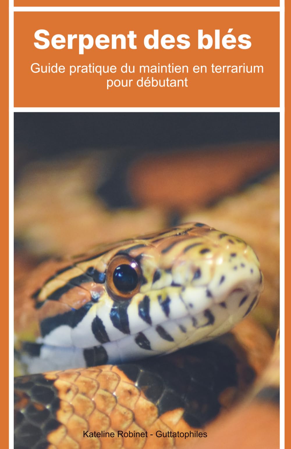 Serpent des blés : Guide pratique du maintien en terrarium pour débutant