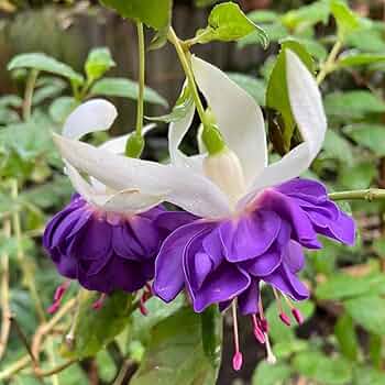 botanical swag wild flowerＡ botanical swag wild flowerA botanical swag wild flowerA