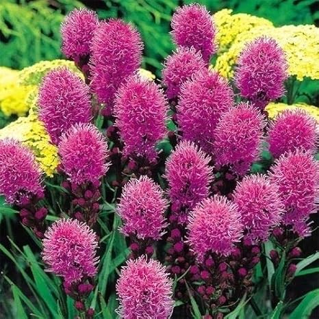 Amazon Co Jp 国華園 春植え球根 リアトリス コボルド ゴブリン 5球 21年春商品 Diy 工具 ガーデン