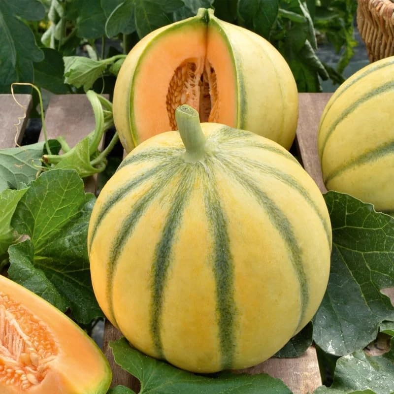 Charentais Melon (Cucumis melo) Vegetable Seeds, Fast Growing, Sweet, Aromatic Flavor, Rich in Nutrients, Seeds by MySeeds.Co, You Choose The Amount (1 oz)