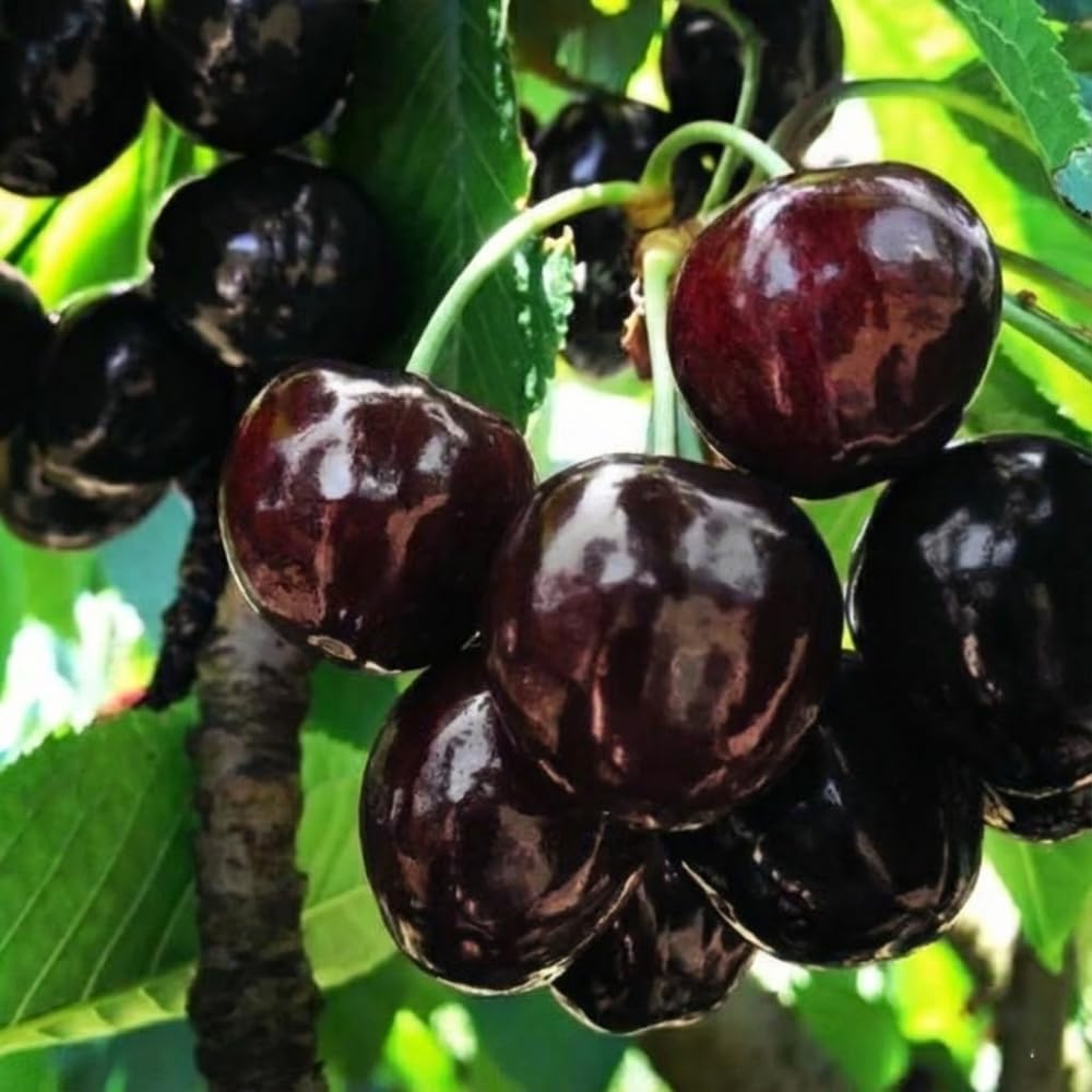 Amazon.com : 2 Black Cherry Trees Live Plants, Sweet Cherry Plants