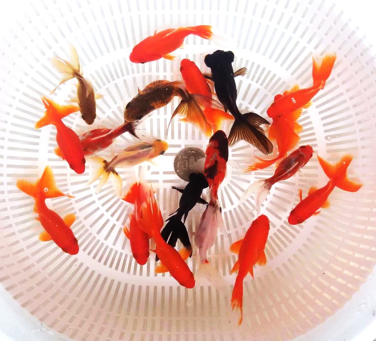 Amazon | 【めだか街道】オタマ金魚ミックス 10匹セット（ミックス 