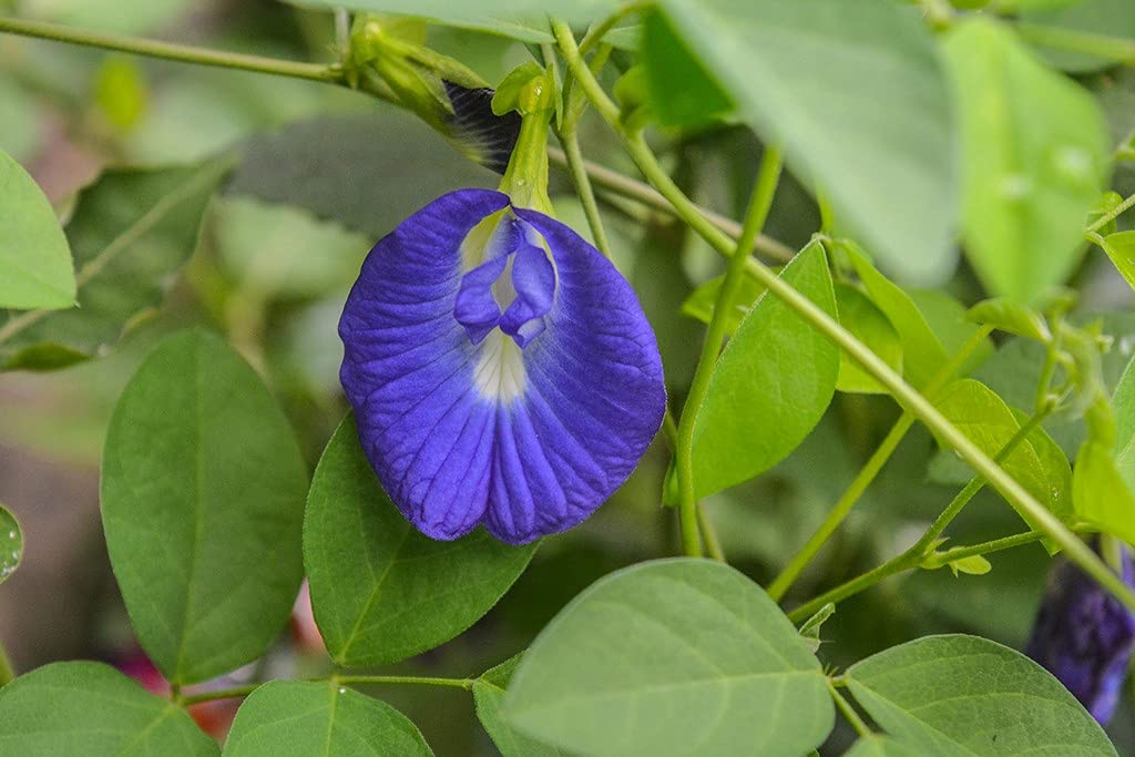 Creative Farmer Gardens Rare Butterfly Pea Shanghupushpam Clitoria Ternatea Medicinal Herbal Tree Plant Sanghu Pushpam (Healthy Live Plant) (B09HCS4M49) Amazon Price History, Amazon Price Tracker