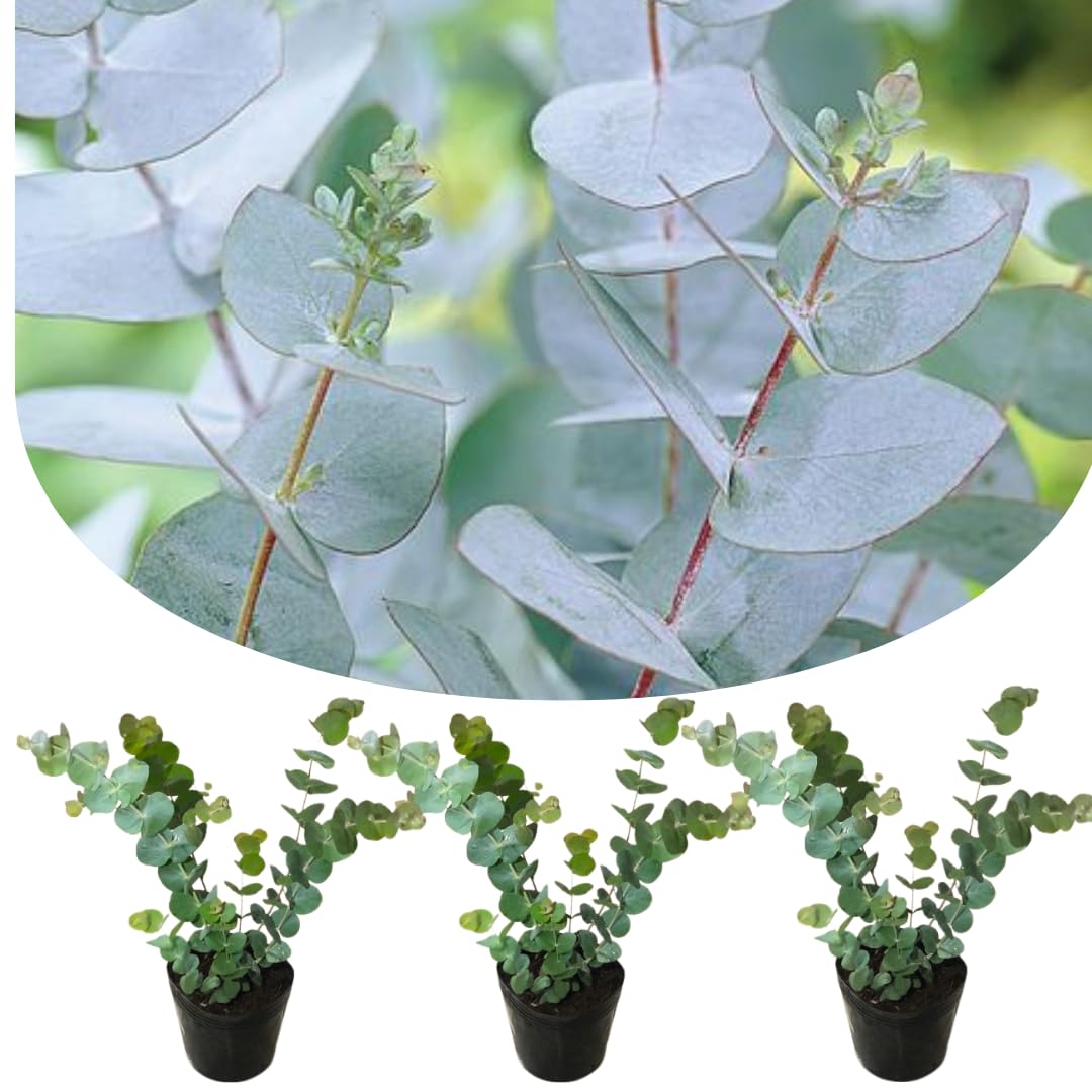 Amazon.com : Live Eucalyptus Eucalyptus Plant Tree, Indoor Outdoor Fragrant  Baby Blue Eucalyptus 5-9 Inc Tall, No Pot : Patio, Lawn & Garden