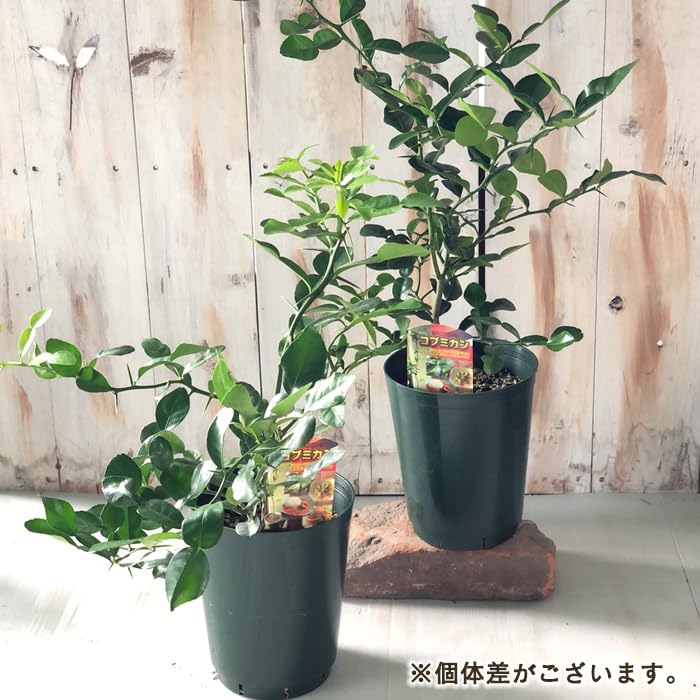 Amazon.co.jp: コブミカン 苗 6号鉢 こぶみかん バイマックルー
