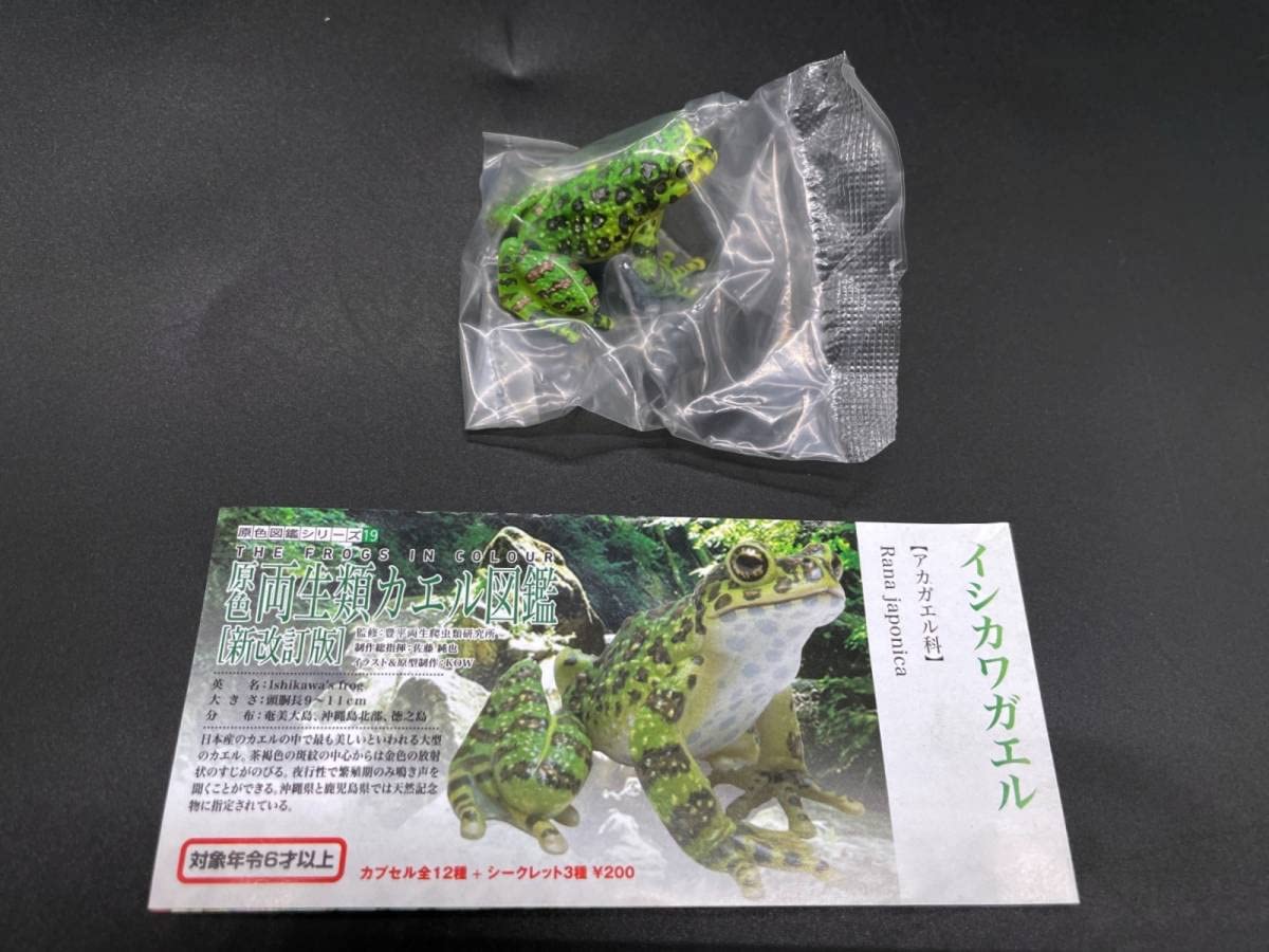 Amazon.co.jp: ユージン原色両生類 カエル図鑑（新改訂版） イシカワ