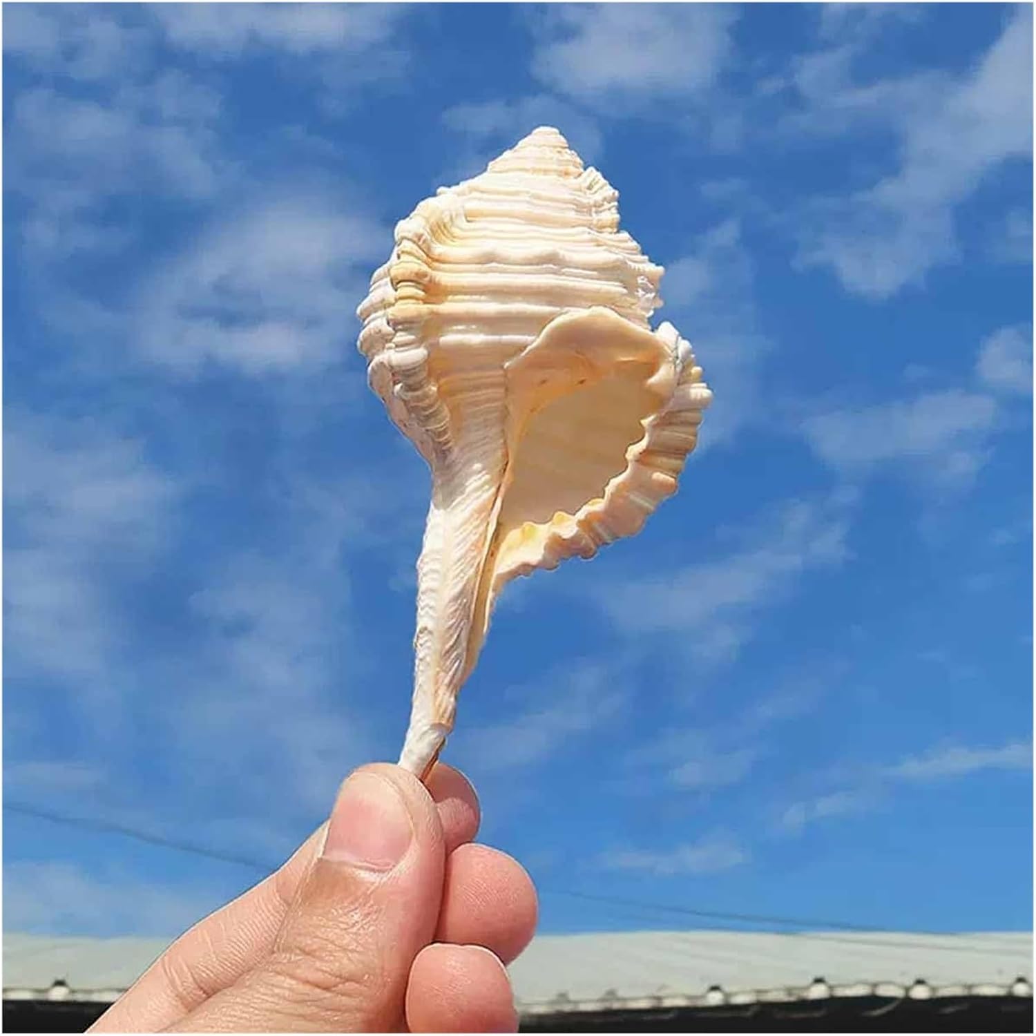 Large sea Shells，Natural Conch Shell， Shells 5~8Cmfor Wedding Decor Beach Theme Party, Home Decorations(5~6cm)