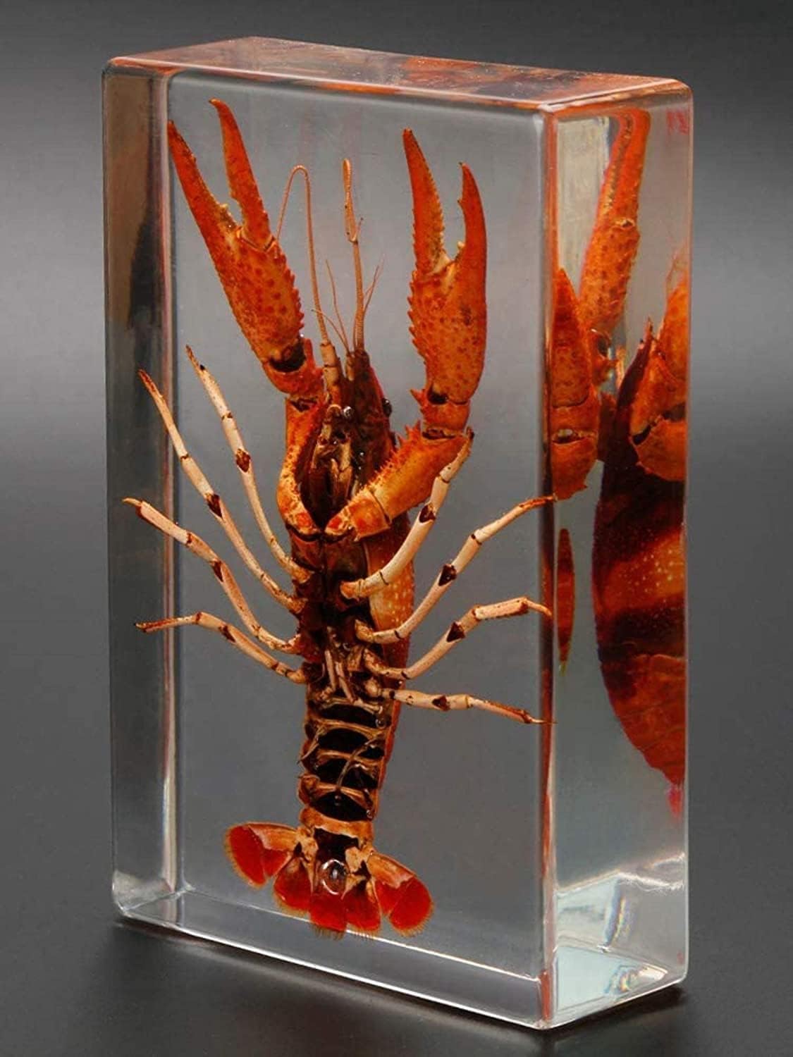 Real Taxidermy Lobster, Lobster Specimen, Insects in Resin, Collections and Education Real Bugs Insect Resin Specimen, Ornaments Decoration