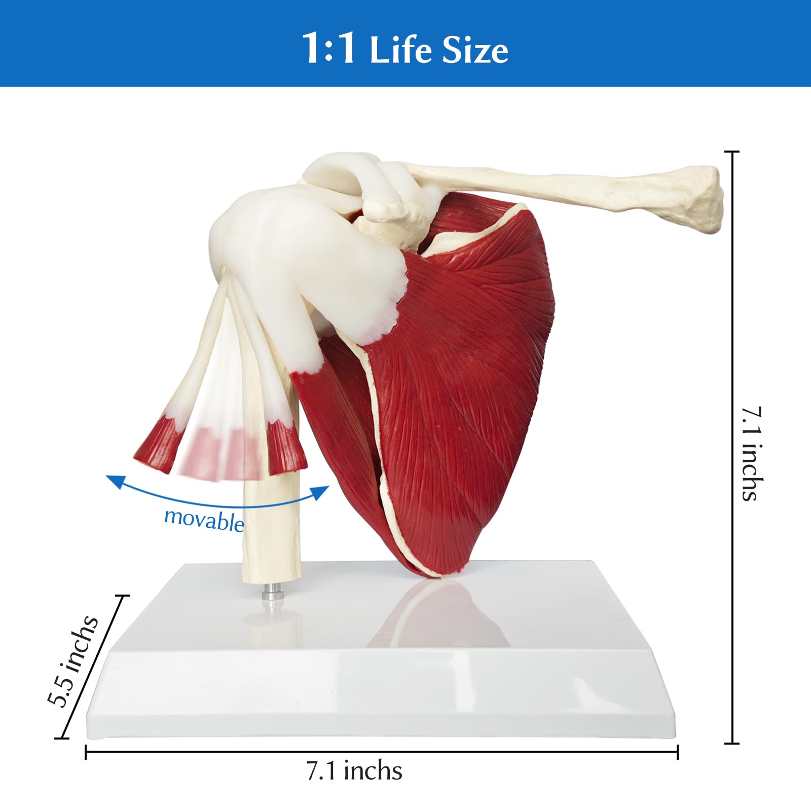 Schulter Modell Anatomie, Anatomisches Schultergelenk Modell Mit Muskeln Und Sehnen, Lebensgroßes Schulter Modell Für Die Medizinische Anatomie