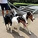 Caldwell's Pet Supply Co. Dual Dog Leash, Double Dog Leash for Two Dogs, Tangle Free, Heavy Duty Double Ended Tandem Leashes with Padded Handle, Tangle-Free Swivel, for Small, Medium or Large Dogs