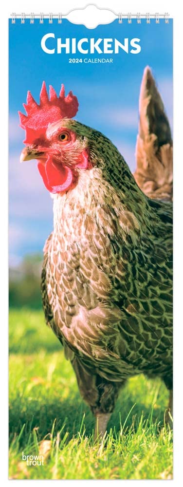 Chickens | 2024 6.75 x 16.5 Inch Monthly Slimline Wall Calendar | BrownTrout | Domestic Farm Animals