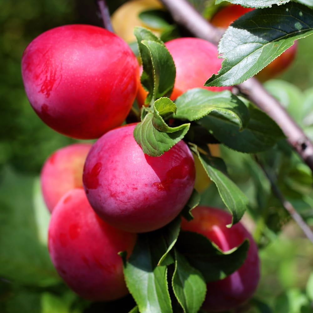 Six Weeks Plum Tree 7 gal