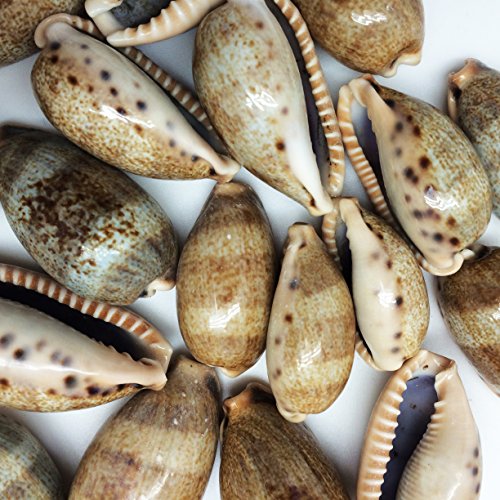 Pepperlonely 20Pc Thick-Edged Cowry Sea Shells, 1 Inch ~ 2 Inch #TOP1