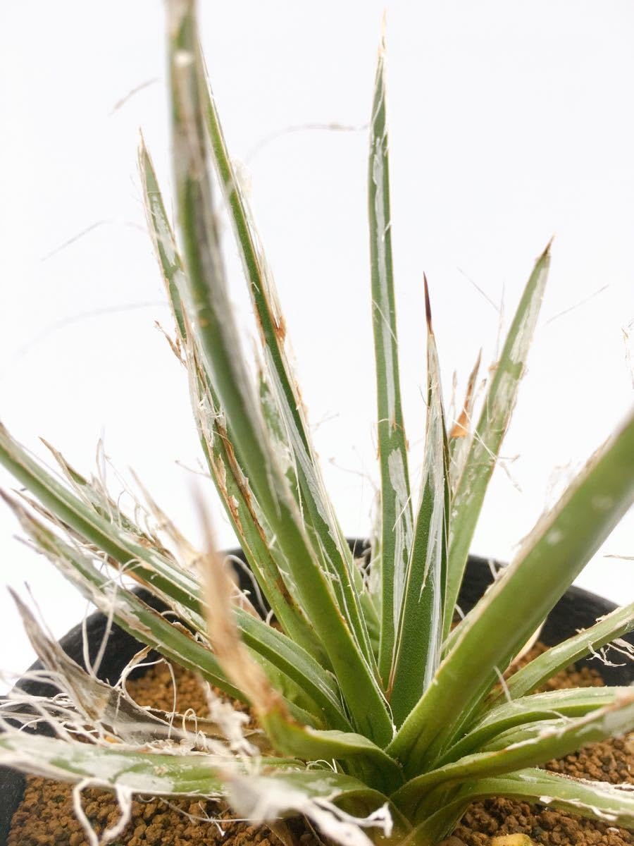 Yahoo!オークション Agave toumeyana アガベ 樹氷A -「アガベ 樹氷