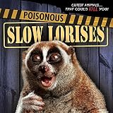 Poisonous Slow Lorises (Cutest Animals...That Could Kill You!)