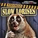 Poisonous Slow Lorises (Cutest Animals...That Could Kill You!)
