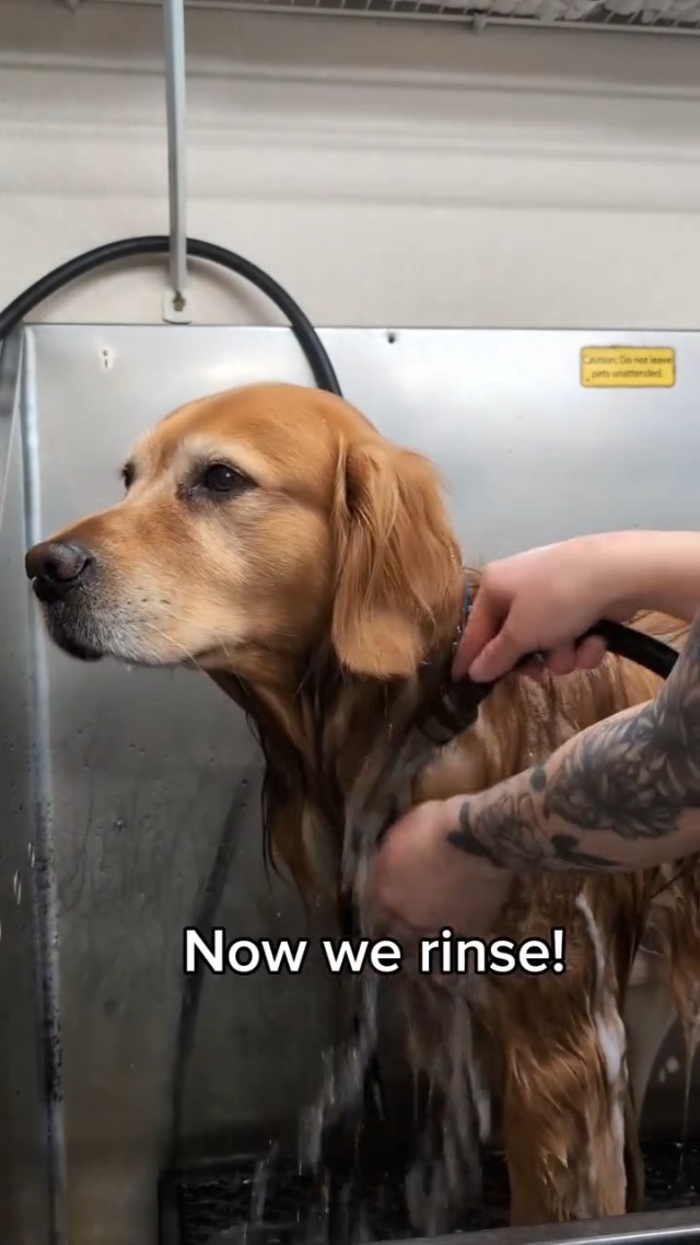 Natural Dog Company Oatmeal Shampoo for Dogs with Sensitive Skin, Ideal Anti Itch Dog Shampoo and Puppy Shampoo Oatmeal Itch Relief Dog Hypoallergenic Pet Shampoo, Deodorizing and Organic 12 oz - image 8