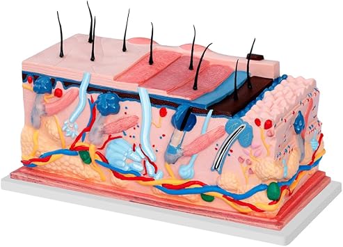 Skin Structure Model, Pores and Hair Biology, for Teaching Demonstration
