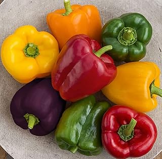 300+ Rainbow Blend Sweet Bell Pepper Seeds for Planting