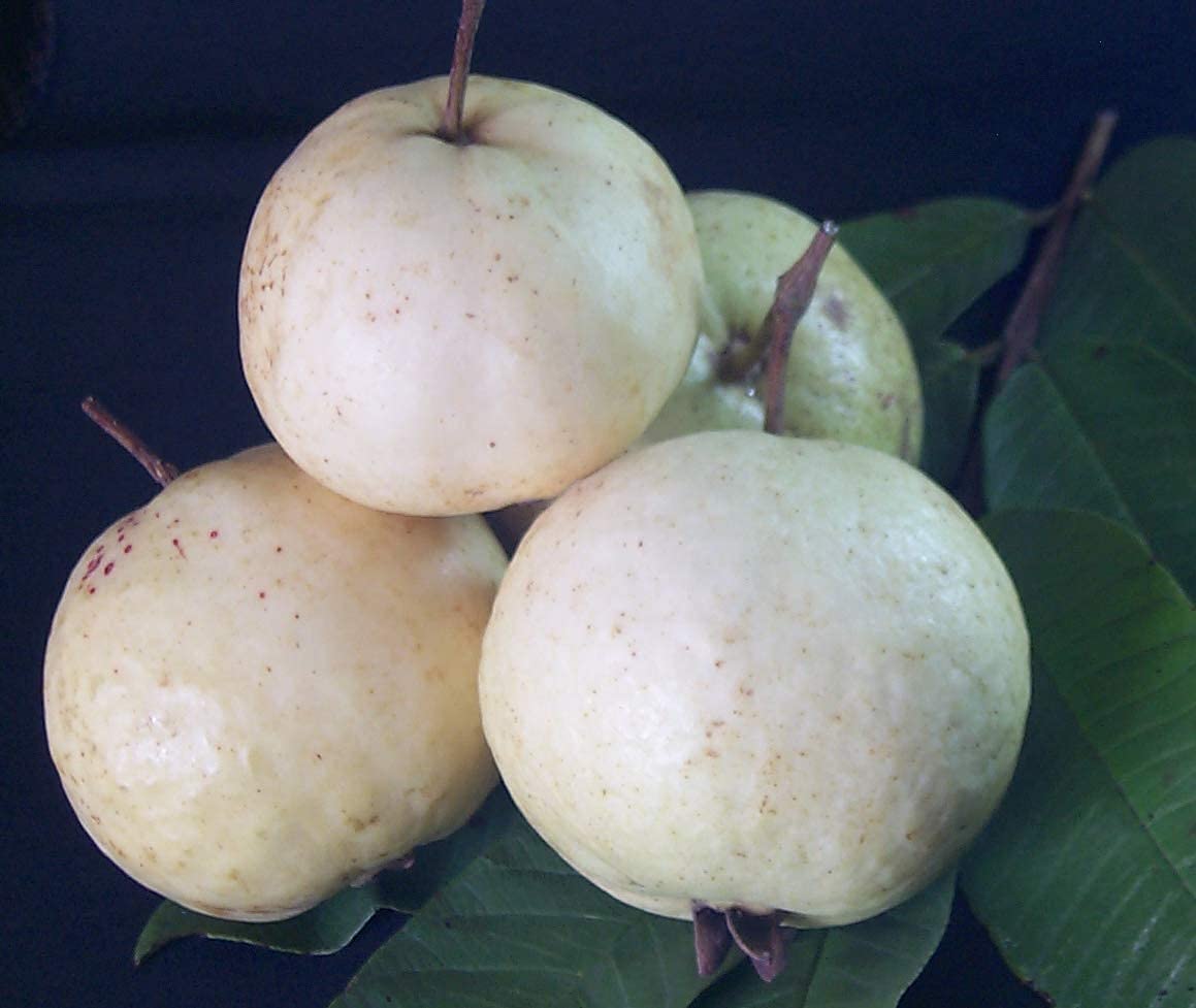 Royal Paradise Garden Rare Guava Fruit Seed"White Apple Guava" Exotic 40 Fruit seeds for Growing (B094BXYPW1) Amazon Price History, Amazon Price Tracker